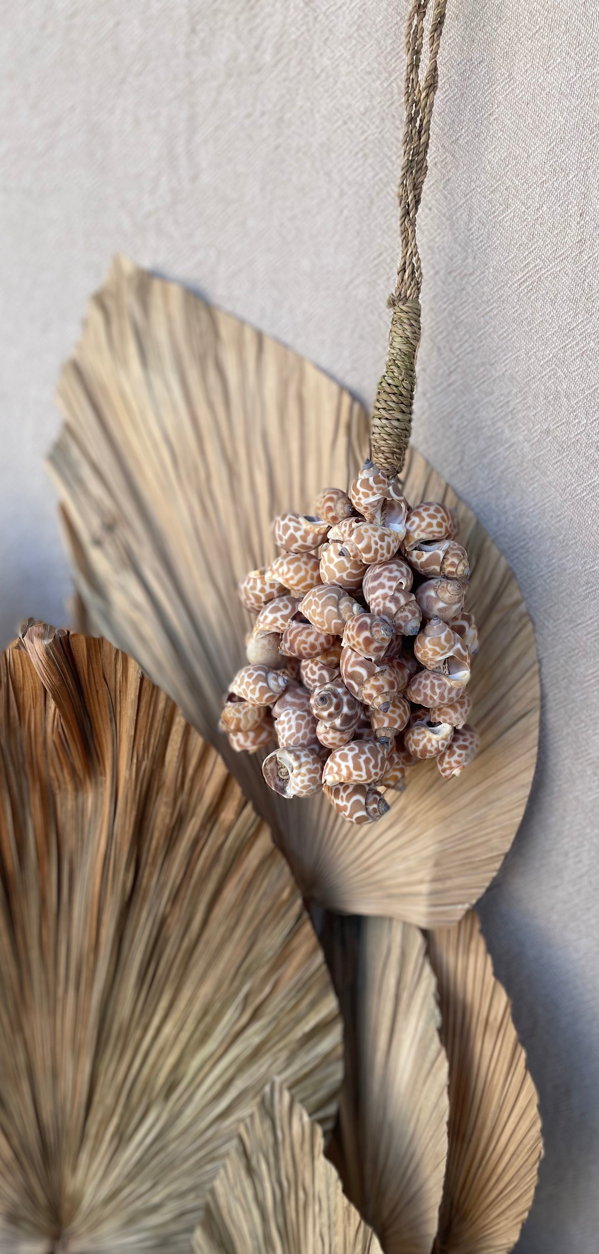 Shell cluster brown - Bali Beach Beyond