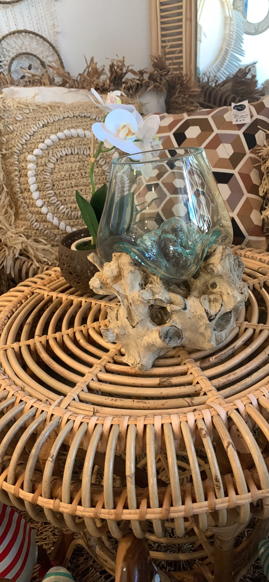 13cm aquarium / terranium. - Bali Beach Beyond