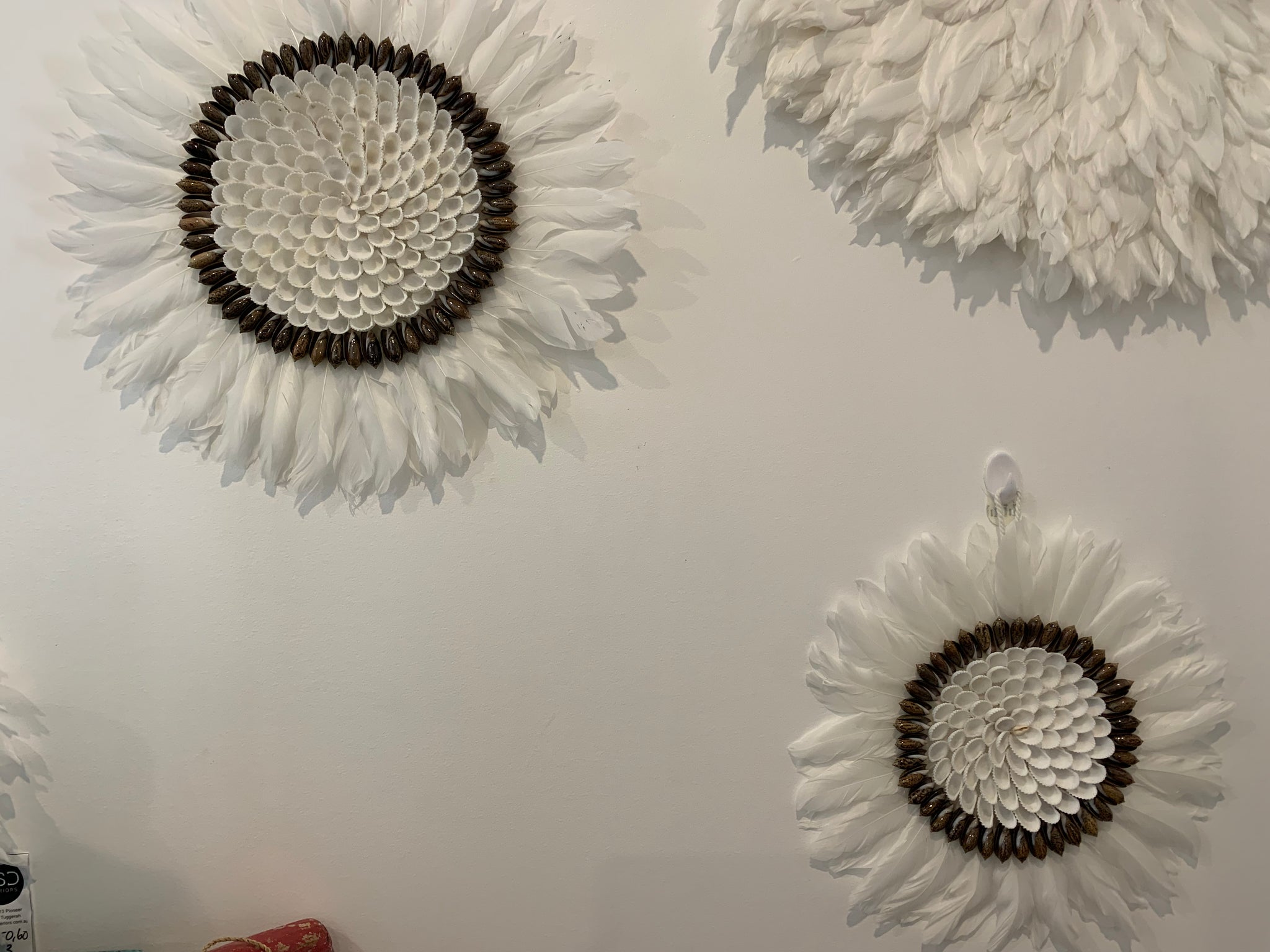 White juju with dark brown shells 30cm - Bali Beach Beyond